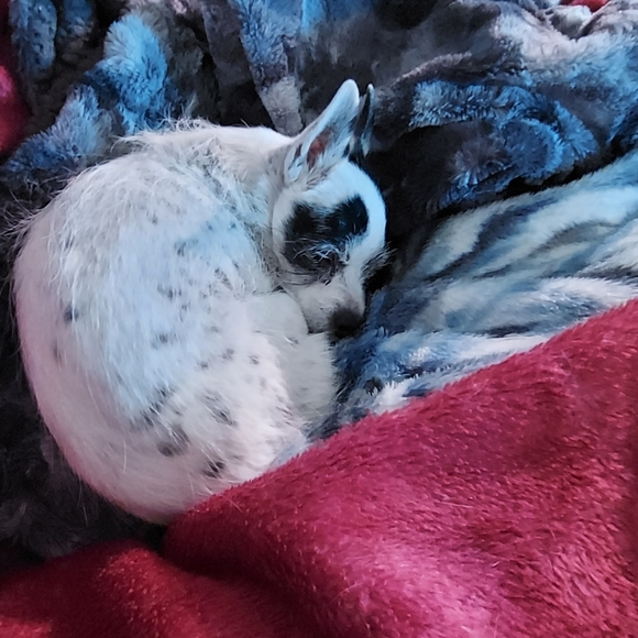 Rest In Peace - Picture 12 of 13